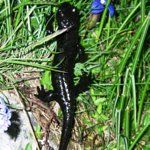 Bed and Breakfast Camollia Restaurant